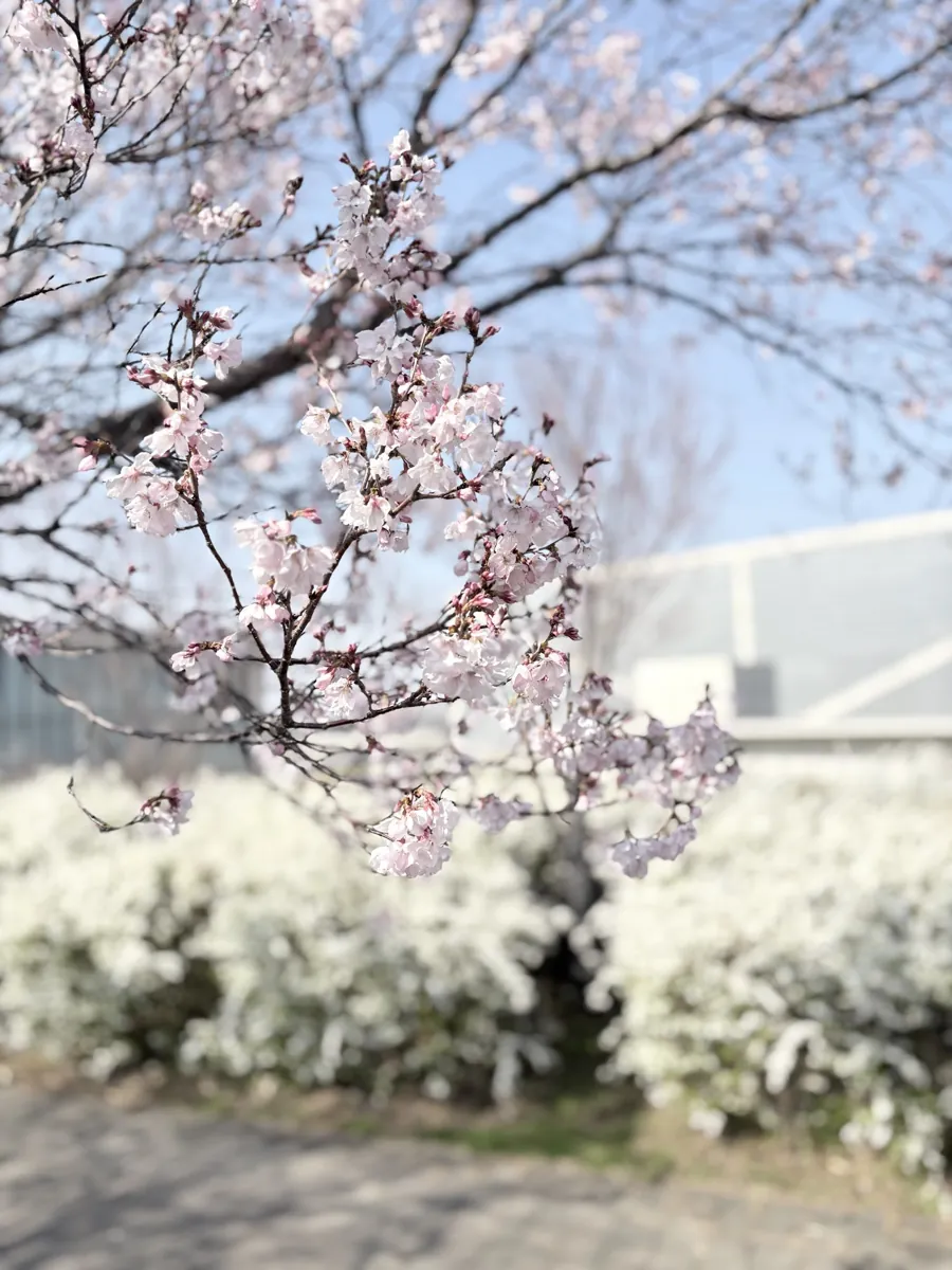 狭山池のまわりの桜